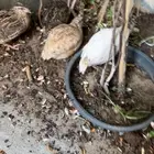 اربع حبات سمان ثلاث اناث وحبه ذكر صحه ونظافه