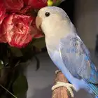 للبيع ببغاء الروز أليف ومميز