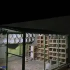 شبوك للبيع