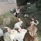 ارانب بلديه و فرنسيه