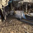 دجاج