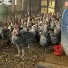 صوص فيومي شبابي