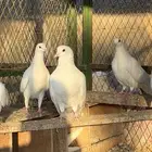 حمام لاحم فرنسي سوبر جامبو وجامبو