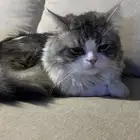 قط ذكر شيرازي للتبني