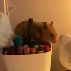 هامستر سوري