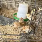 دجاجة مع 12 صوص