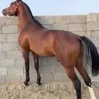 حصان كفو