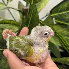 فرخ كنيور انناس رد فاكتور