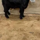 تيس عارضي خصم معرف