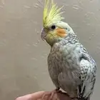 طير كروان اليف جداا وهدد نشببهه