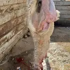 ذبايح طيبه نظيف
