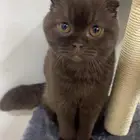 قط ذكر سكوتش معقم