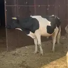 بقر للبيع