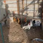 دجاج فيومي شرط بياض