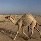 حاشي طيب