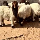 هرافى نعيم