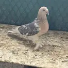 للبيع حمام تركي