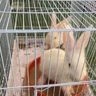 ارانب صغار للبيع