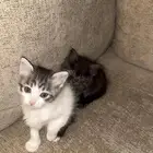 قطط ذكور للتبني