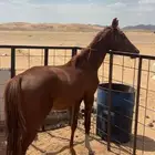 مهر شعبي يصلح للابل