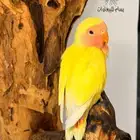 فرخ روز مفطوم اليف لاتينو رد فيس