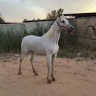 فرس شعبيه شيخه