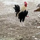 للبيع ديك عربي