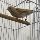 زوج كناري