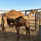 خلفه تحتها قعود ثانيها