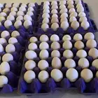 بيض  صوص   دجاج وديوك للبيع