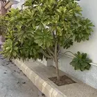 شجر يسمين هندي للبيع