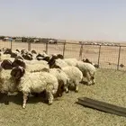 بهم نعيم العدد 13