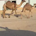 الصفراء البكر الكفو