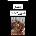 تيوس عنقان