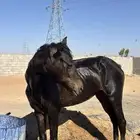 حصان انقليزي للبيع