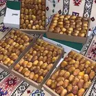 تمر صقعي العراق و بويظا خدما