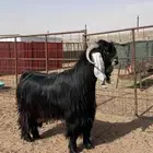 فحل عارضي صنف