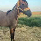 مهره