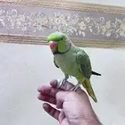 ببغاء درة للبيع