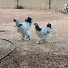 بسم الله ماشاءالله   دجاج براهما العمر 6 شهور الصحه تمام