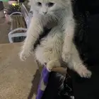 قطة شيرازي للتبني