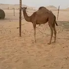 الأحساء