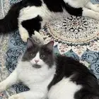 قطط ذكور لتبني اخوان