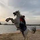 خيل لبيع صمل حار البيع مستعجل وصامل ما نختلف معه الحد خمسة