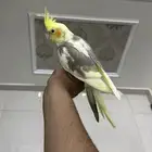 كروان اليف وهدد ( تم البيع)