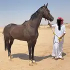 حصان فاخر للبيع انقليزي