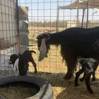 عنز عارضيه متوم