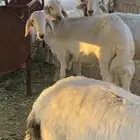 غنم عليها الكلام