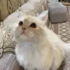 قط قطو مدري شمسه اضن شيرازي لتبني