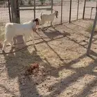عنز وتيس للبيع